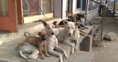 Cartiere din Constanța, terorizate de pisici și câini vagabonzi. „Sunt agresivi, atacă fără motiv!“ - 2