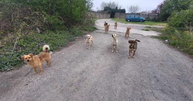 Stire din Social : Teroarea din cartierul Baba Novac. O haită de câini a băgat spaima în cetăţeni