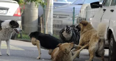 Stire din Social : Cartiere din Constanța, terorizate de pisici și câini vagabonzi. „Sunt agresivi, atacă fără motiv!“