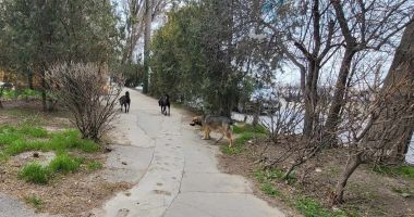 Teroare cu patru picioare în zona Energia. "Trebuie să se întâmple vreo nenorocire ca să se facă ceva?" - 3