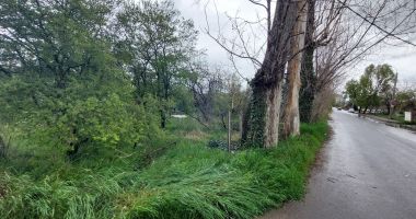Aleea Universității, locul unde melcii își găsesc refugiul în pachetele de țigări aruncate pe jos - 3