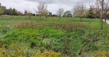 Aleea Universității, locul unde melcii își găsesc refugiul în pachetele de țigări aruncate pe jos - 2