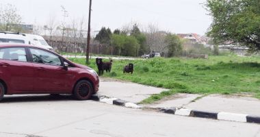 Constănţenii, terorizaţi, din nou, de maidanezi! Primăria deschide un centru de adopție în centrul orașului - 3