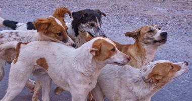 Constănţenii, terorizaţi, din nou, de maidanezi! Primăria deschide un centru de adopție în centrul orașului - 2
