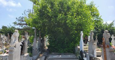 Cavourile nepăsării! Constănțeni somați pentru buruieni, în timp ce din alte morminte cresc copaci - 5