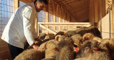 Stire din Economie : Fermierii, îngrijorați de "ciuma caprei": "Dacă nu se oprește focarul, va fi dezastru național!"