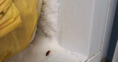 Mizerie de nedescris în căminele studenţeşti din Constanța. Care este reacția rectorilor - 6