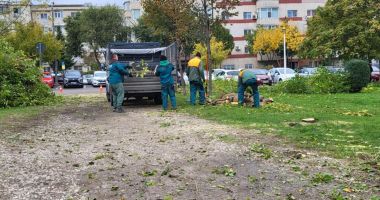 Copacii dispar, dar cu parcarea cum rămâne? Tăierile masive au revoltat locatarii din zona Casei de Cultură - 4