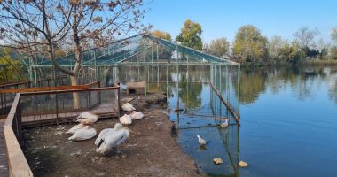 Criză majoră la Microrezervație. Nu se înghesuie nimeni să aibă grijă de animale! - 3