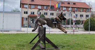 Foto - Cuplurile chinotehnice. La ce sunt folositori câinii din cadrul Inspectoratului de Jandarmi Județean Constanța