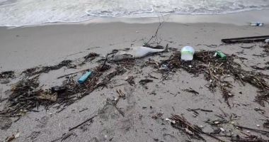 Stire din Social : Pui de delfin, eșuat la mal, lângă deșeuri abandonate de nepăsători. Biologii marini fac cercetări