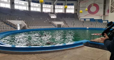 Stire din Social : Delfinii din Malta nu mai vin la Delfinariul Constanța. CJC negociază cu Mexicul