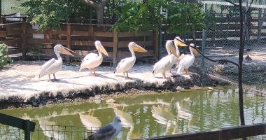 Canicula a pus la pământ animalele de la microrezervație! "Avem grijă să nu le lipsească nimic" - 4