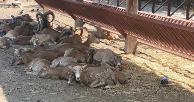 Canicula a pus la pământ animalele de la microrezervație! "Avem grijă să nu le lipsească nimic" - 2