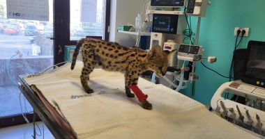 Stire din Social : Felina exotică Malinka a impresionat medicii veterinari din Constanța