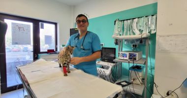 Felina exotică Malinka a impresionat medicii veterinari din Constanța - 3