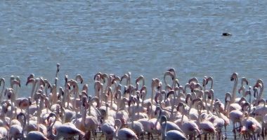 Stire din Social : Tablou viu pe Lacul Nuntași! Cea mai mare colonie de flamingo observată vreodată în zonă