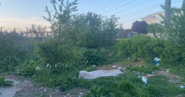 Jungla Constanței sau ”grădină botanică”? Sălbăticia a pus stăpânire pe zona dintre Poarta 6 și Km 4-5 - 2