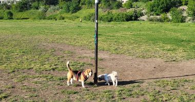 Uzina Flora şi Mini Zoo în loc de sport de performanţă! Dezastrul din Complexul "Badea Cârţan" - 5