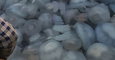 Pescarii sunt disperați! Plase cu „gelatină” în loc de pește, după ce meduzele au invadat Marea Neagră - 2
