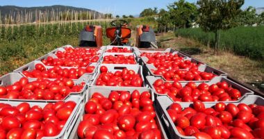 Micii agricultori: "Limitaţi importurile de roşii, cât timp avem producţie locală!". Lăzi întregi de tomate ajung la gunoi - 2