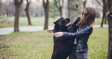 Stire din Social : Peste o mie de constănţeni muşcaţi de animale. "Un vecin mi-a sărit în ajutor şi m-a salvat de colții animalului"