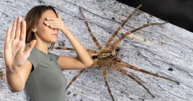 Stire din Sănătate : Mușcătura de păianjen vă poate pune sănătatea în pericol mai repede decât credeți