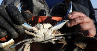 Stire din Social : Pericol cu clești la mal! Crabul albastru face ravagii în Marea Neagră și în plasele pescarilor