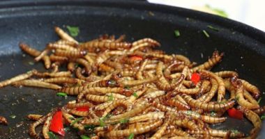 Stire din Actualitate : Politicienii polonezi se acuză reciproc că promovează consumul de insecte