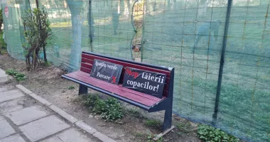 Copacii au dispărut, liber la parcare?! „Noi, cetățenii, nu avem niciun drept, nu ne apără nimeni” - 2