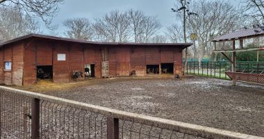 Delfinariul, mai rău ca pe vremea comuniştilor? "Omul nu trebuie să vină și să deplângă soarta animalelor" - 4