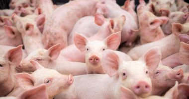 Stire din Social : Măcelăriile, la control! Vânzătorii de purcei, în vizorul inspectorilor sanitar-veterinari