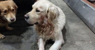 Nu pe rețelele de socializare se reclamă cruzimea împotriva animalelor, ci la Poliție! - 2