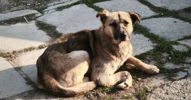 Nu pe rețelele de socializare se reclamă cruzimea împotriva animalelor, ci la Poliție! - 3