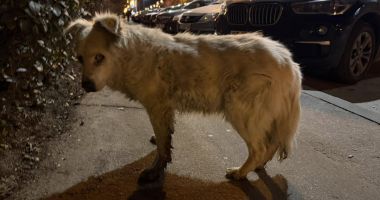 Nu pe rețelele de socializare se reclamă cruzimea împotriva animalelor, ci la Poliție! - 4