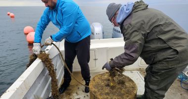 Stire din Social : Noua perlă a Mării Negre! Stridia japoneză, atracția gastronomică a litoralului