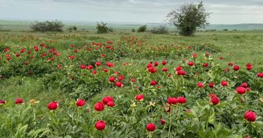 Stire din Social : Dobrogea, tărâmul bujorilor! Nu ratați rezervațiile spectaculoase de flori!