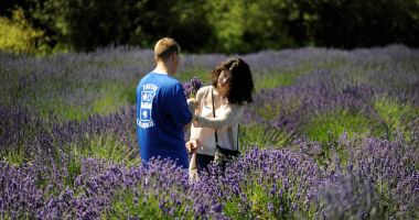 O afacere profitabilă cu „aur mov”. Lavanda îţi aduce satisfacţii nemăsurabile - 2