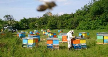 Mierea a devenit produs de lux. Scumpirile şi vremea capricioasă au făcut-o de neatins - 2