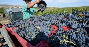 Stire din Economie : Forfotă în podgoriile dobrogene. Vinul de anul acesta va fi aromat şi dulce