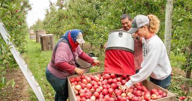 Legumicultorii, pomicultorii şi viticultorii vor primi sprijin de la UE - 2