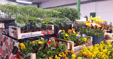Răsadurile, sursă suplimentară de câştig. Cât mai costă şi ce se găseşte în pieţe - 2