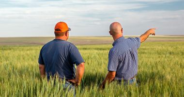 Stire din Economie : Fermierii dobrogeni şi-au văzut iar câmpurile înverzite. Se aşteaptă o recoltă bogată
