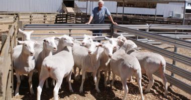 De ce nu mai sunt profitabile fermele de animale. Tot mai mulţi proprietari vor să le vândă - 2