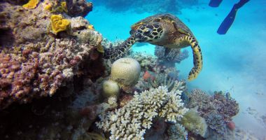 Albirea coralilor, subiect de dispută între UNESCO şi Australia