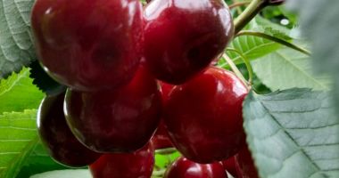 Cum înfiinţezi o livadă de pomi fructiferi ca să aduni profit - 2