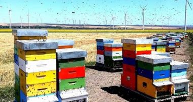 Mierea a devenit produs de lux. Scumpirile şi vremea capricioasă au făcut-o de neatins - 3