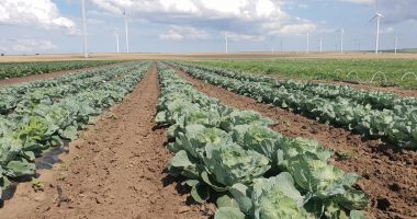 Stire din Economie : Un gest de omenie pentru localnicii din Fântânele. „Invităm oamenii să culeagă gratis legume”