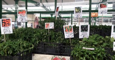 Răsadurile, sursă suplimentară de câştig. Cât mai costă şi ce se găseşte în pieţe - 3