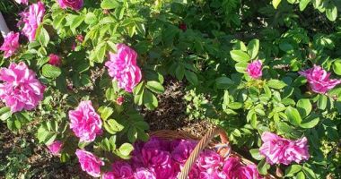 O afacere mai puţin întâlnită. Petalele de trandafiri nu vă îmbogăţesc, dar vă parfumează viaţa - 3